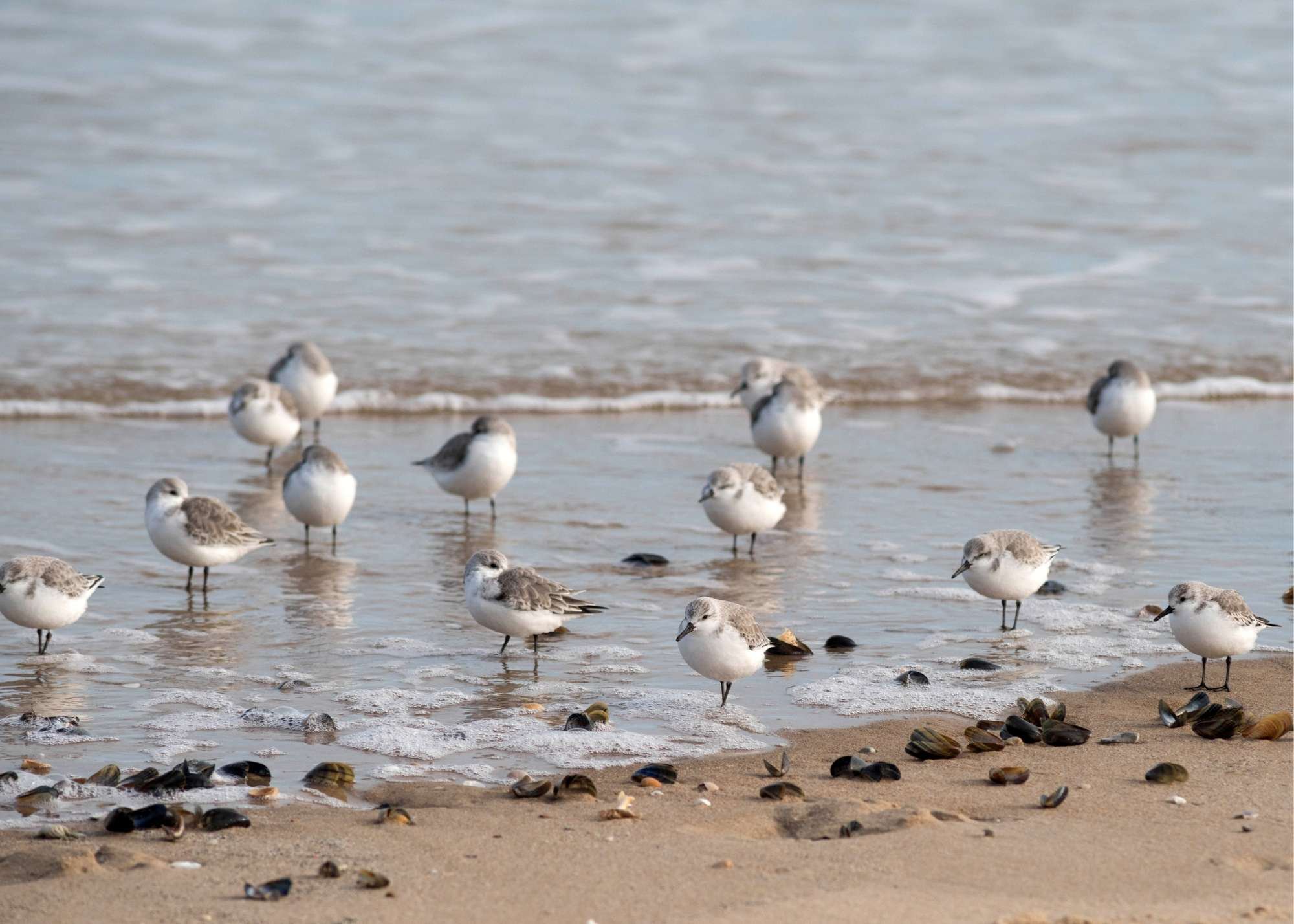 Guided Nature Walks at Cape May National Wildlife Refuge
